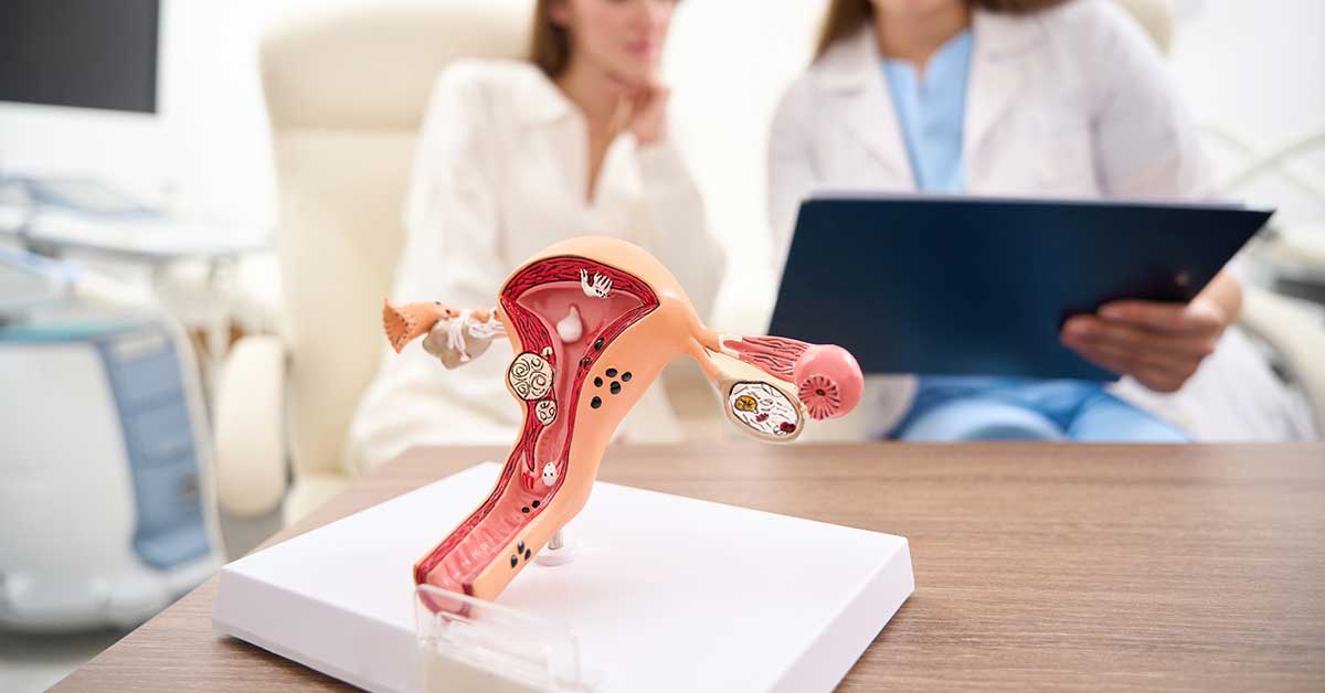 anatomical model of the uterus